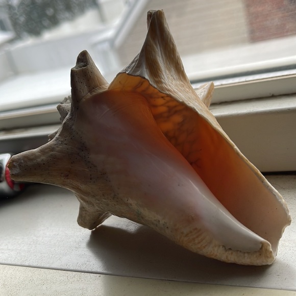 Shell - Picture 5 of 6
